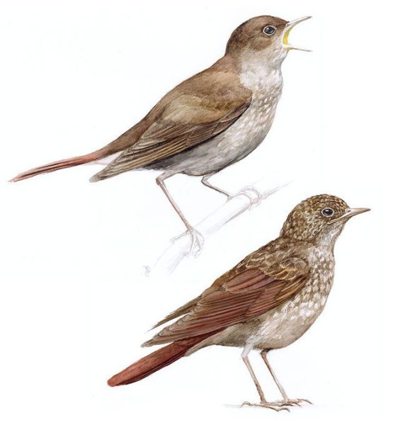 Лесные птицы на белом фоне