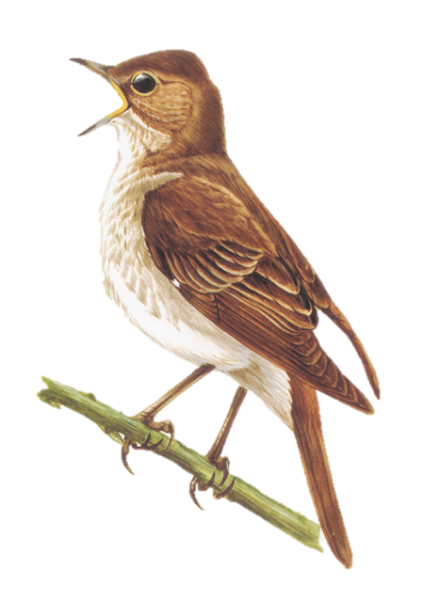 Изображение птиц