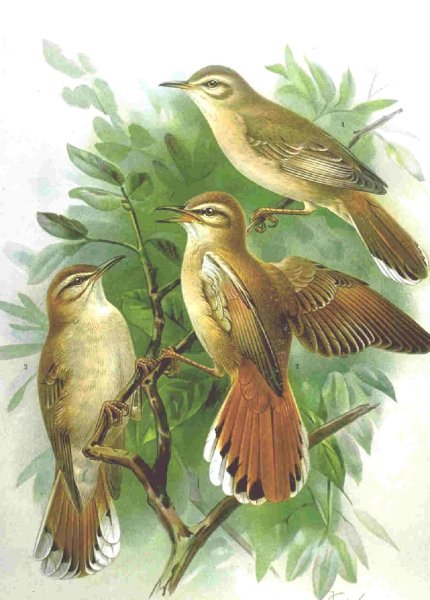 Базиль Эде Соловей