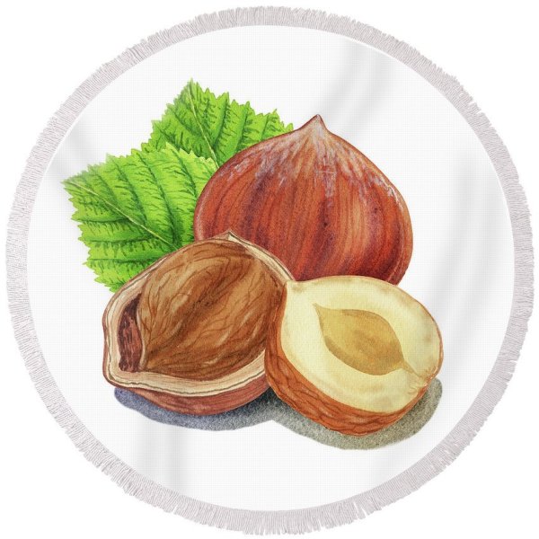 Лещина орех акварель