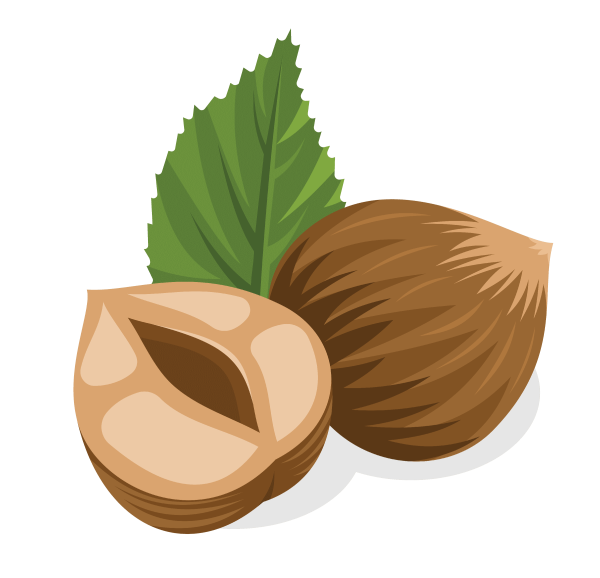 Орехи иллюстрация
