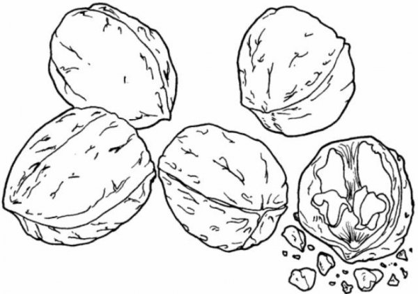 Орех трафарет