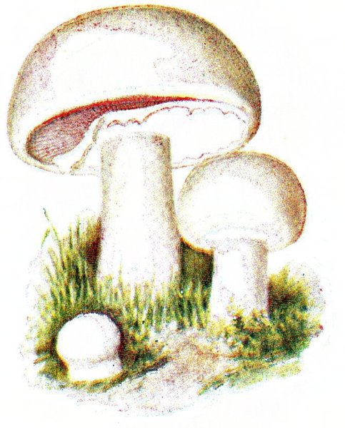 Нарисовать шампиньон