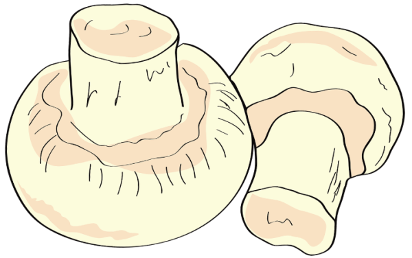 Раскраска гриб шампиньон