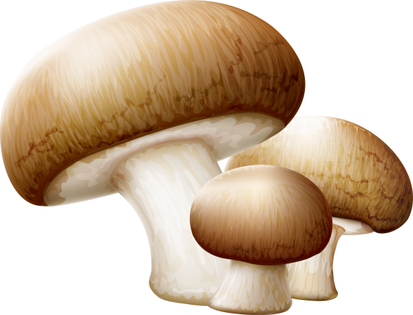 Грибы на прозрачном фоне