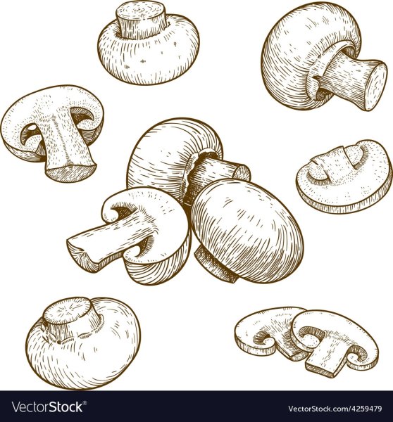 Шампиньоны контур