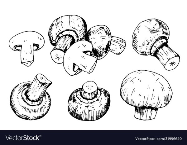 Зарисовка шампиньонов