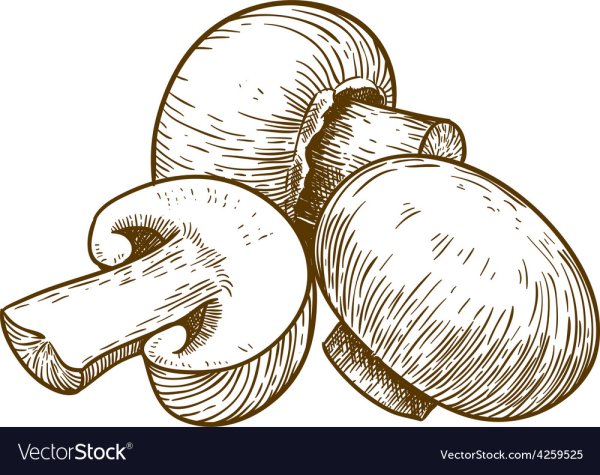 Шампиньон карандашом