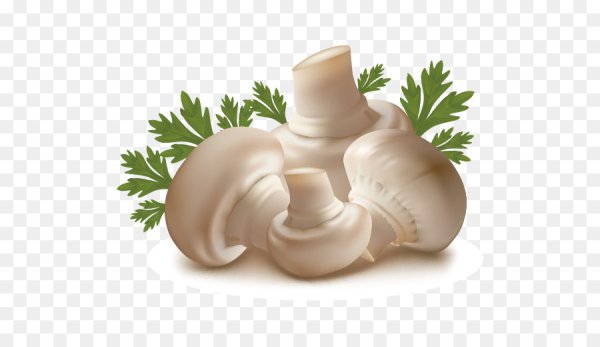 Грибы шампиньоны вектор