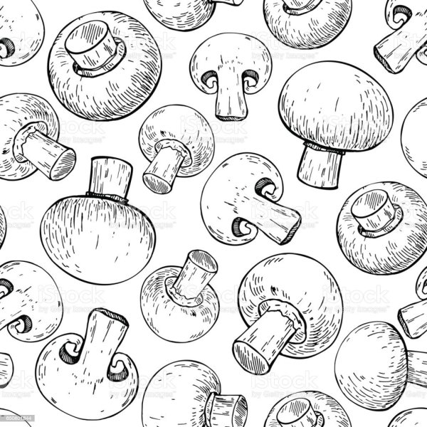 Шампиньон в разрезе вектор