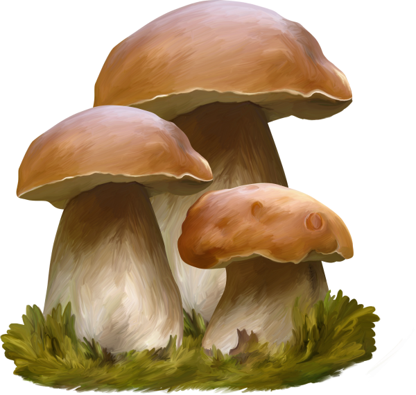 Белый гриб Боровик раскраска