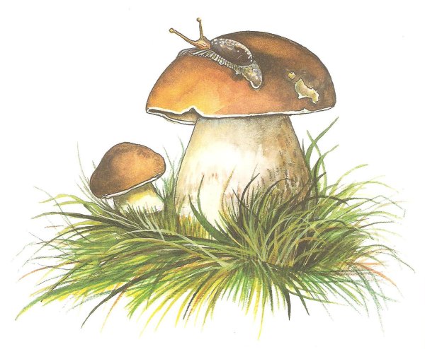 Веселый гриб