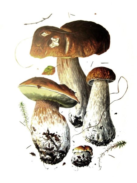 Ботаническая живопись грибы