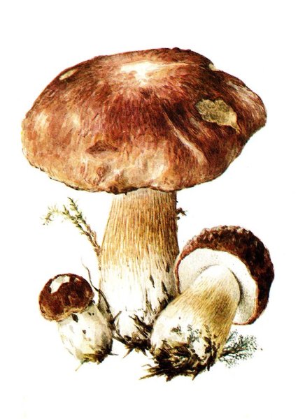 Гриб Боровик рисунок