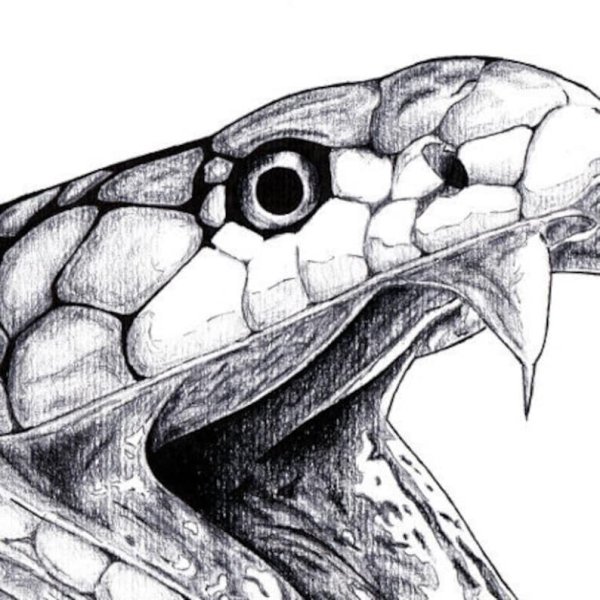 Голова змеи эскиз тату