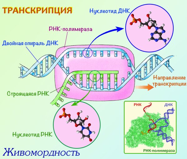 Схема процесса транскрипции