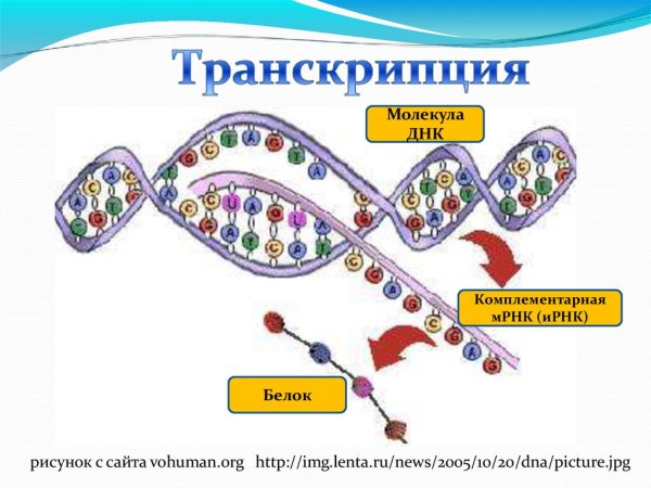 Процесс синтеза белка транскрипци