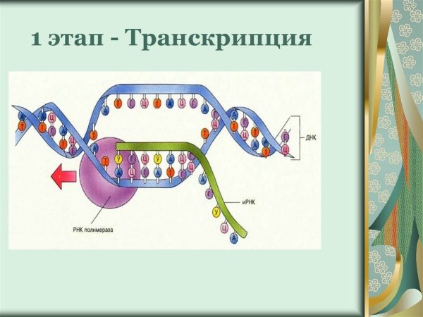 Транскрипция биология этапы