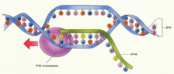 Транскрипция РНК схема