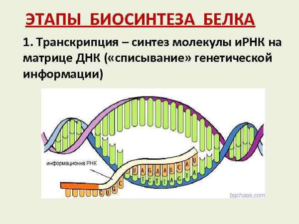 Транскрипция — первый этап биосинтеза белка