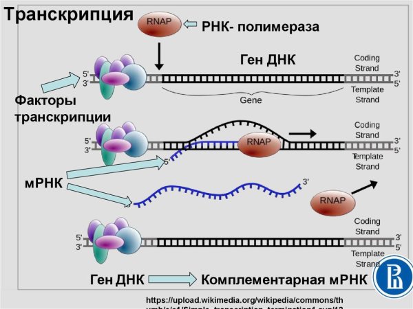 Этапы синтеза белка РНК полимераза