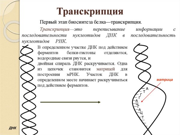 Транскрипция биология схема