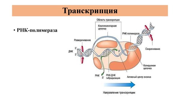 Схема процесса транскрипции