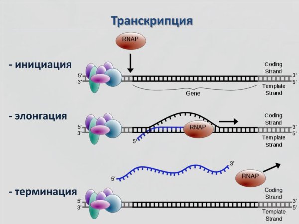 Механизм инициации транскрипции эукариот