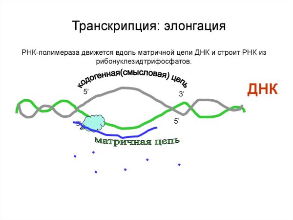 Элонгация транскрипции