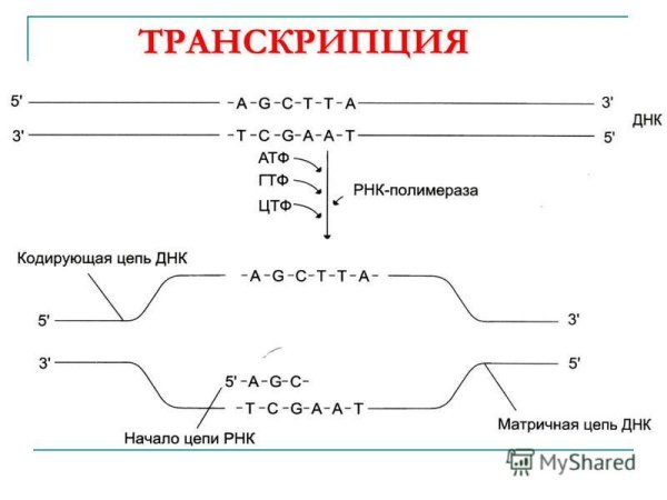 Транскрипция схема биохимия