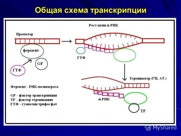 Схема транскрипции синтеза белка