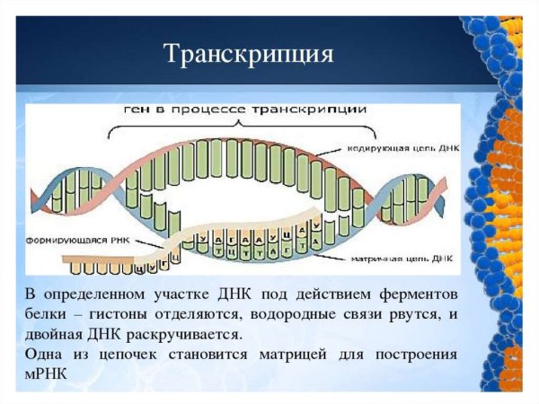 Транскрипция Синтез белка