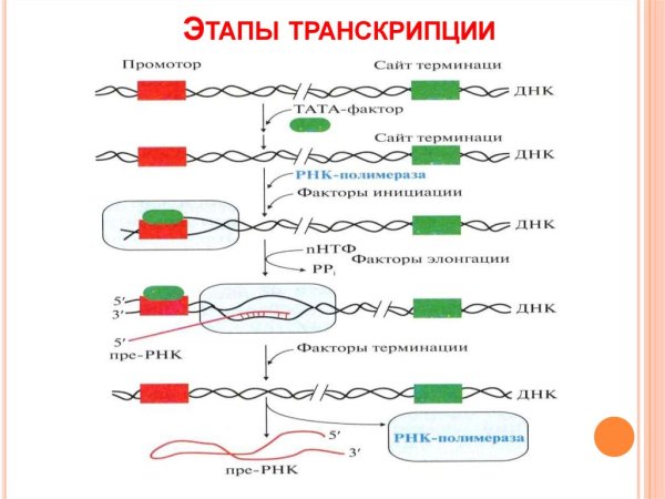 Схема процесса транскрипции