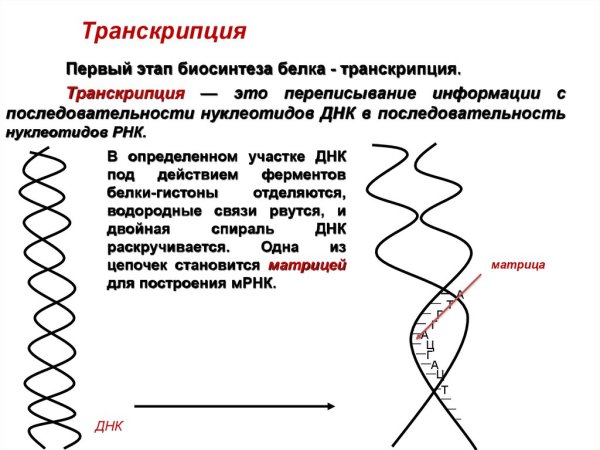 Репликация ДНК И Биосинтез белка