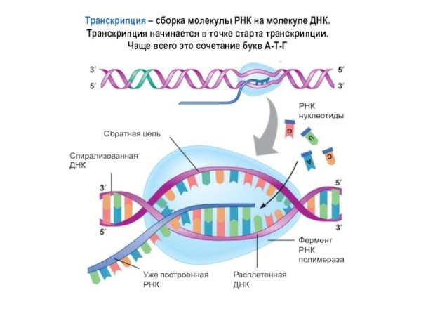 Транскрипция ДНК И РНК