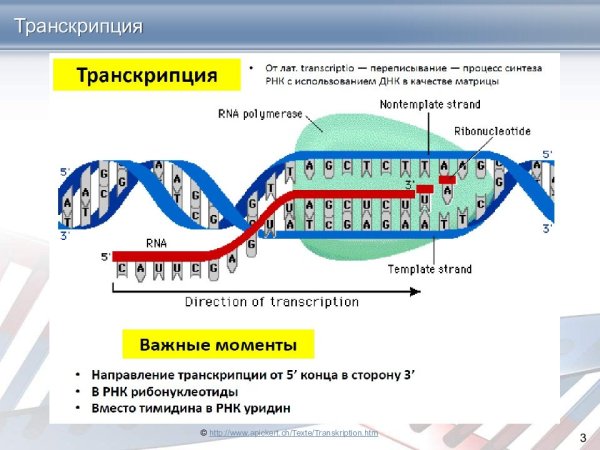 Транскрипция Синтез РНК на матрице ДНК