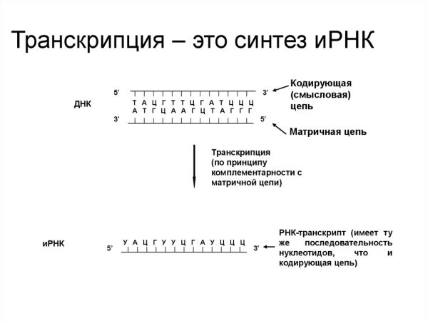 Транскрипция ИРНК матрица