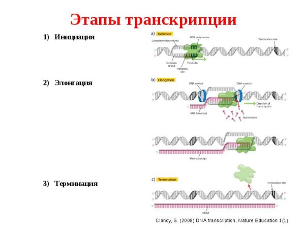 Схема процесса транскрипции инициация