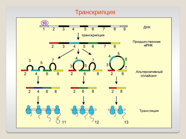 Направление транскрипции ДНК