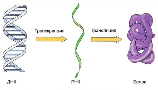 ДНК РНК белок схема