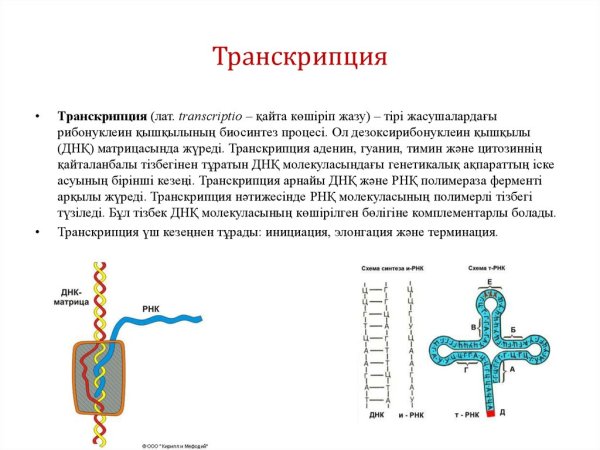 Транскрипция инициация элонгация терминация