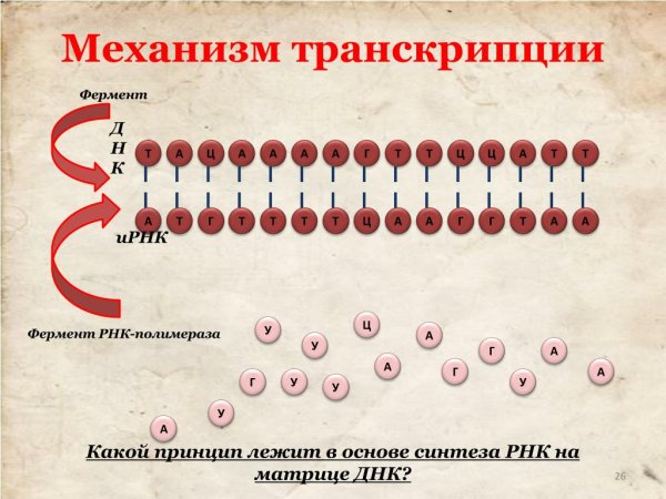 Механизм транскрипции в синтезе белка