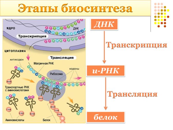 Трансляция биология Синтез белка в клетке