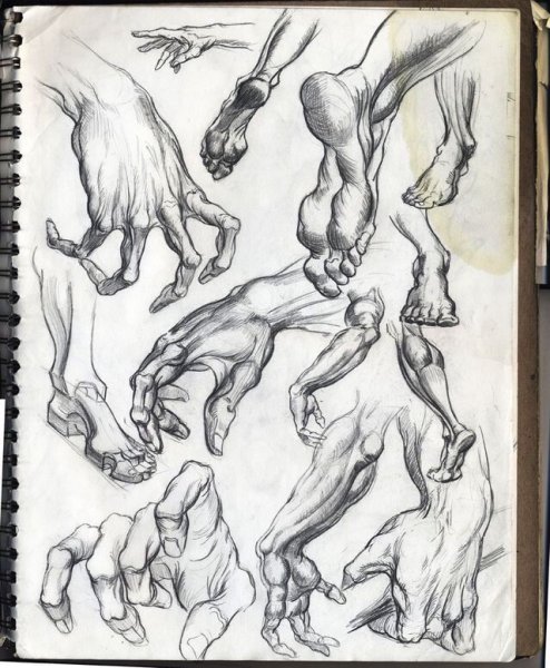 Мышцы шеи Баммес