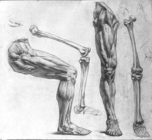 Леонардо да Винчи сердце