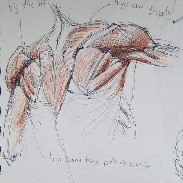 Мышцы ног Баммес