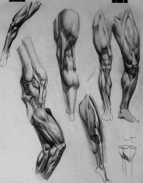 Баммес анатомия мышцы рук