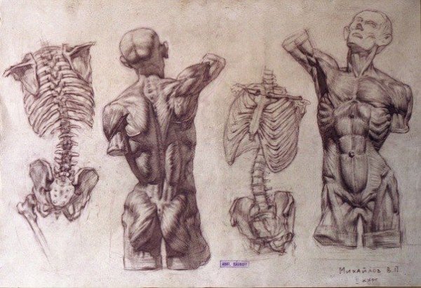 Анатомия торс Экорше