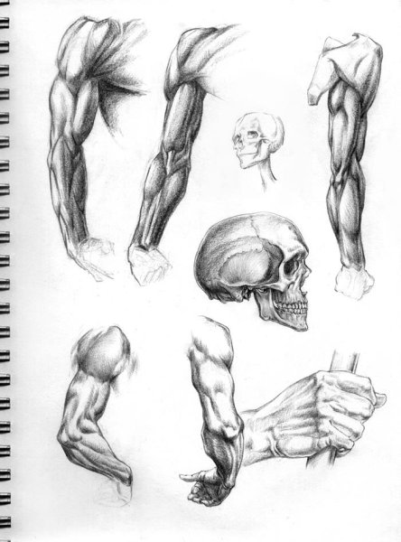 Анатомия торса