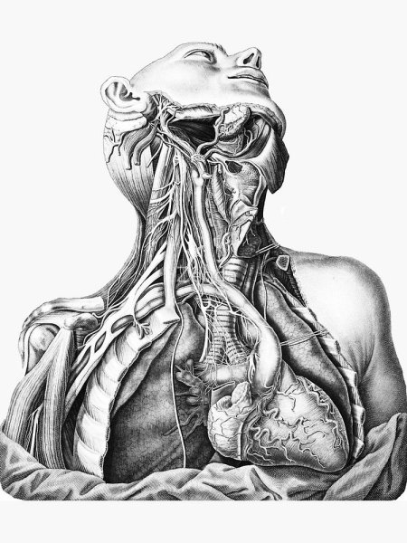 Коленный сустав анатомия Баммес